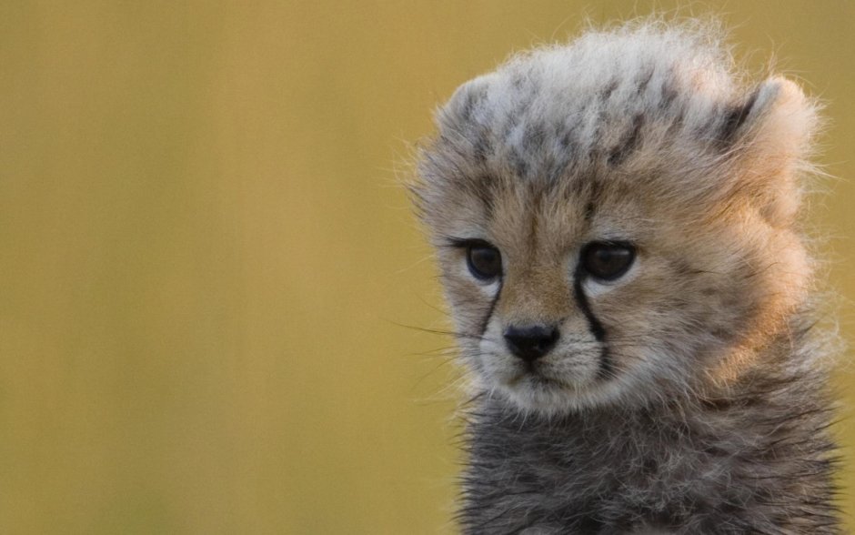 Гепардик грустит