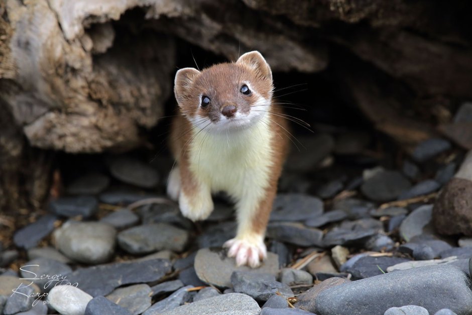 Горностай (Mustela erminea)