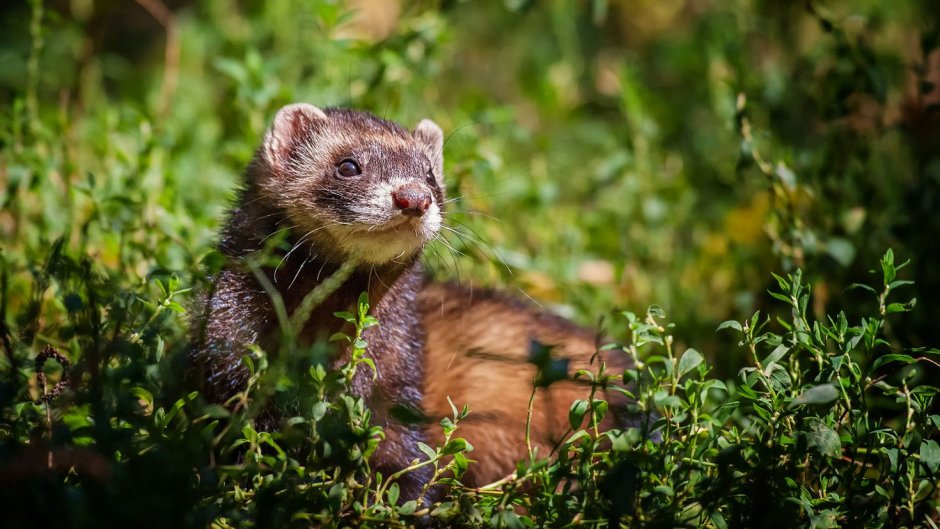 Хорек фретка