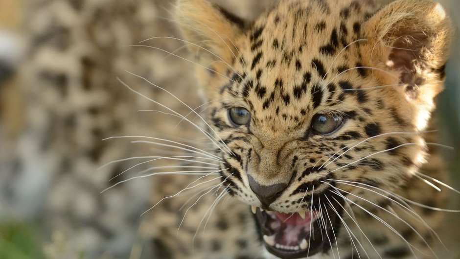 Дальневосточный Ягуар