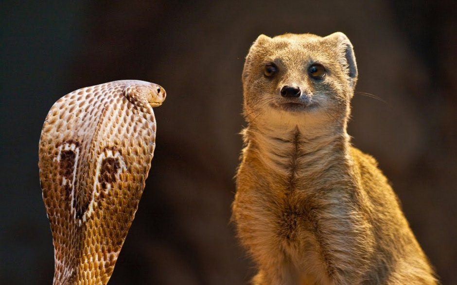 Мангуст против кобры