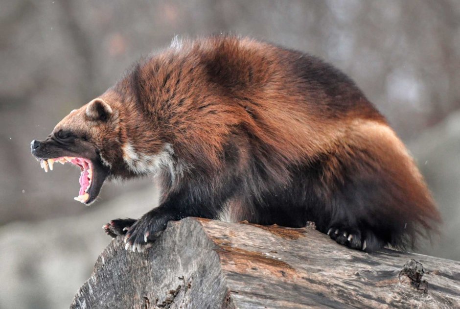 Соболь медоед