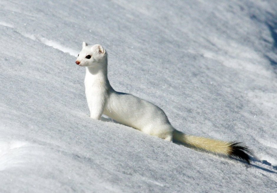 Остров Врангеля горностай