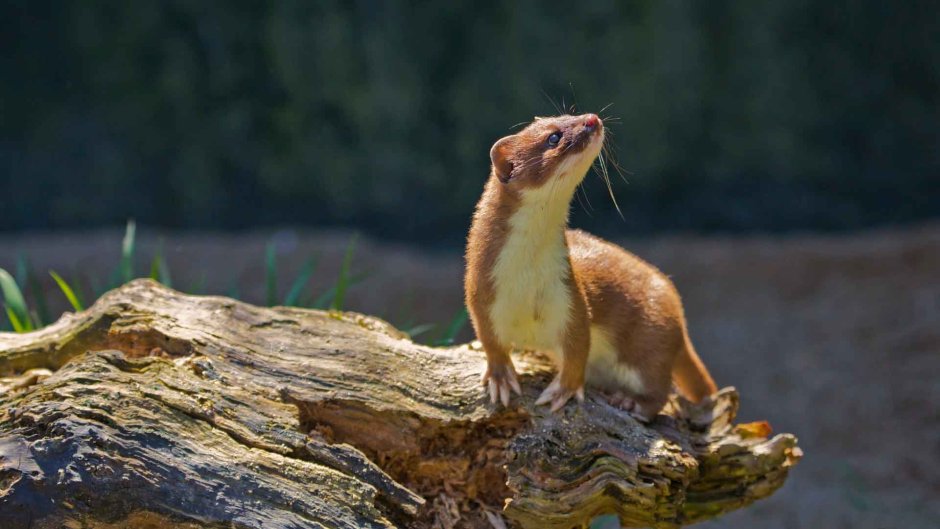 Животные Краснодарского края ласка