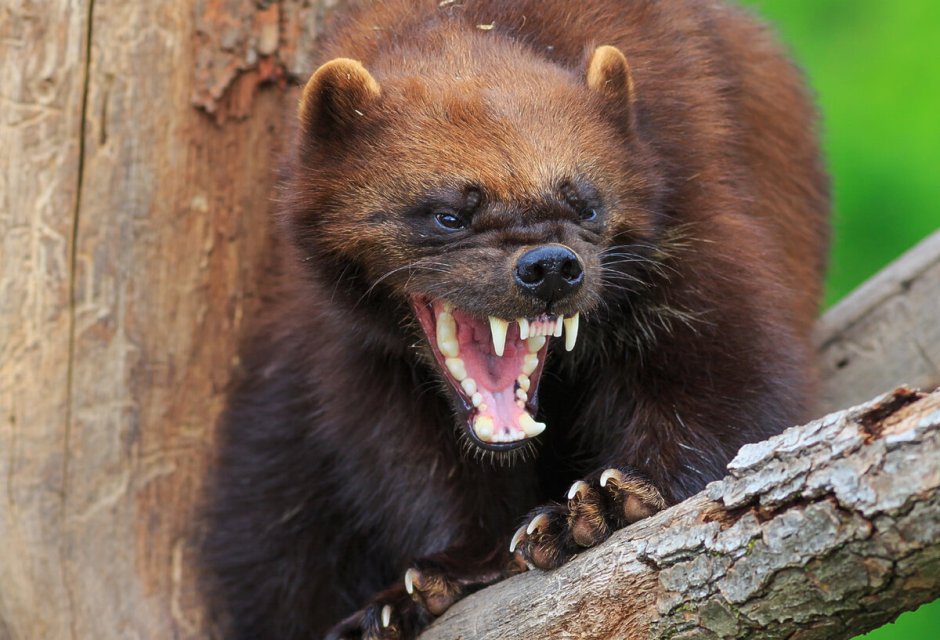 Медоед и Росомаха