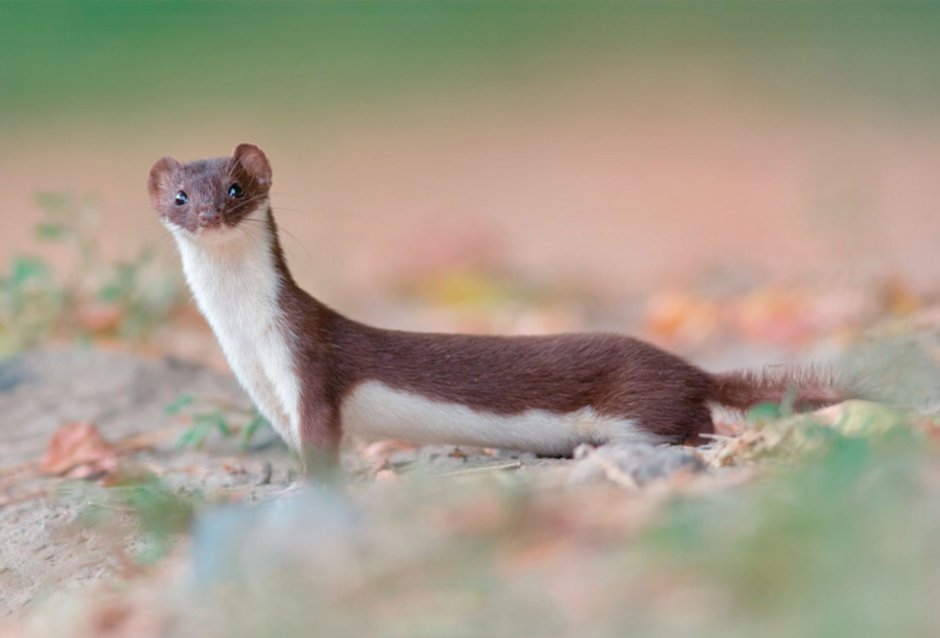 Ласка обыкновенная (Mustela nivalis)