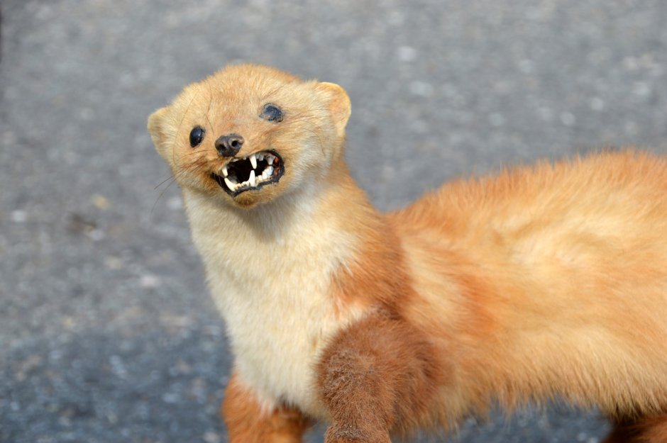 Горностай зубы