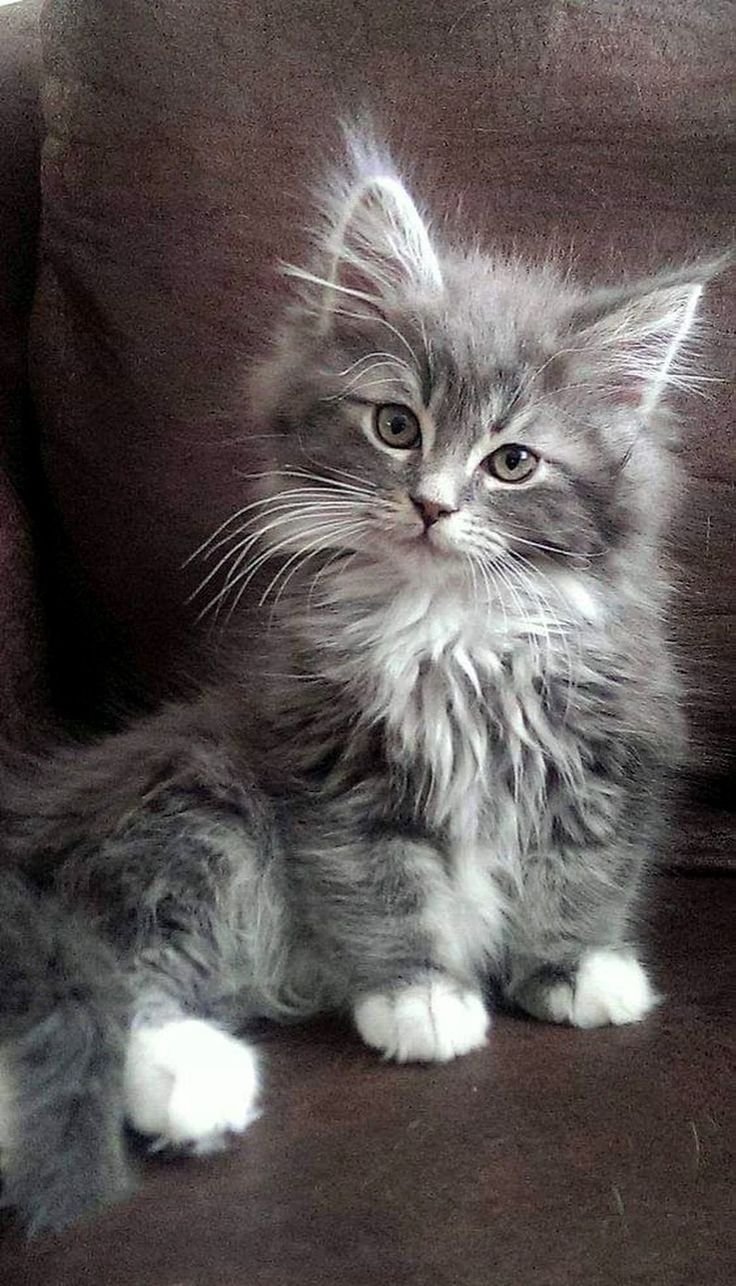 Сибирская кошка серая с белым