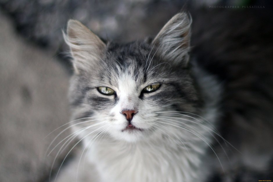 Сибирская кошка