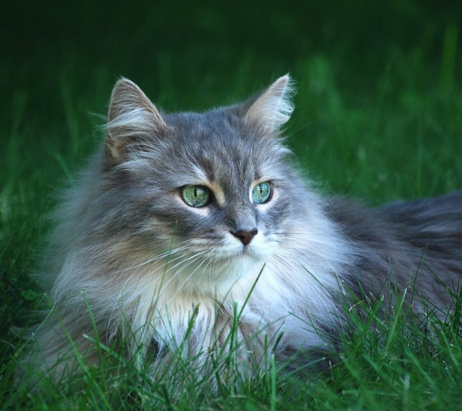 Сибирская голубая длинношерстная кошка