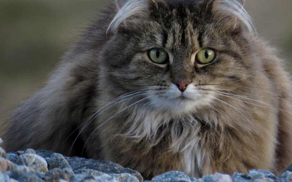 Русско Сибирская кошка