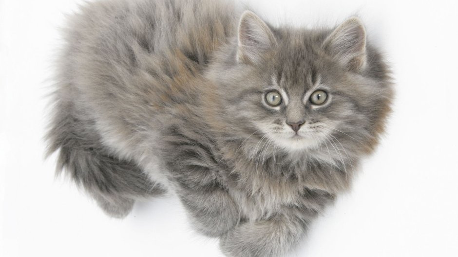 Серый пушистый котенок