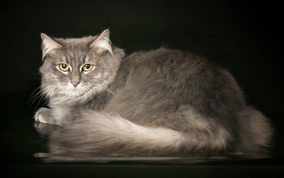 Сибирский Нибелунг длинношерстный кот дымчатый