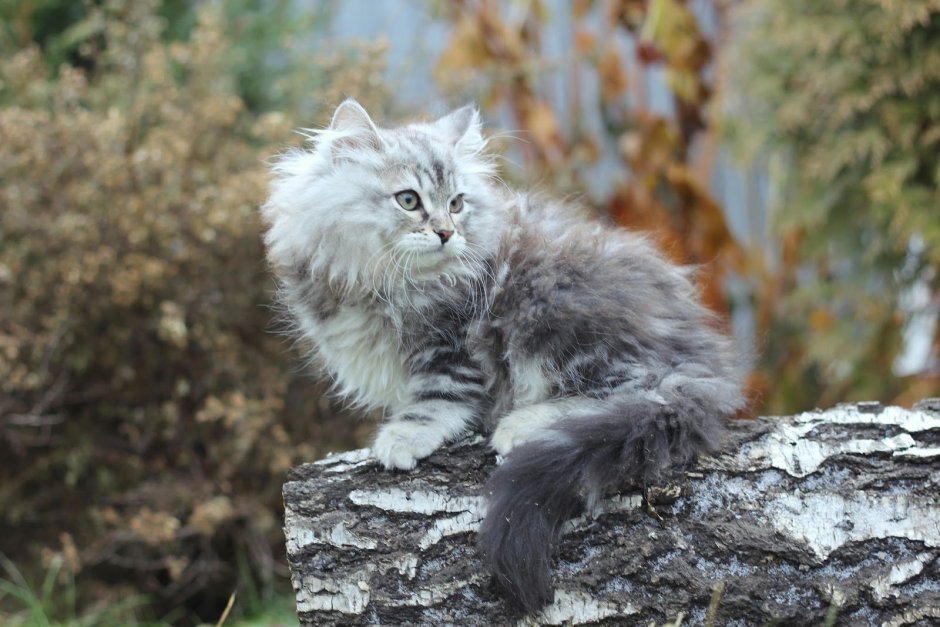 Сибирский кот серый длинношёрстный