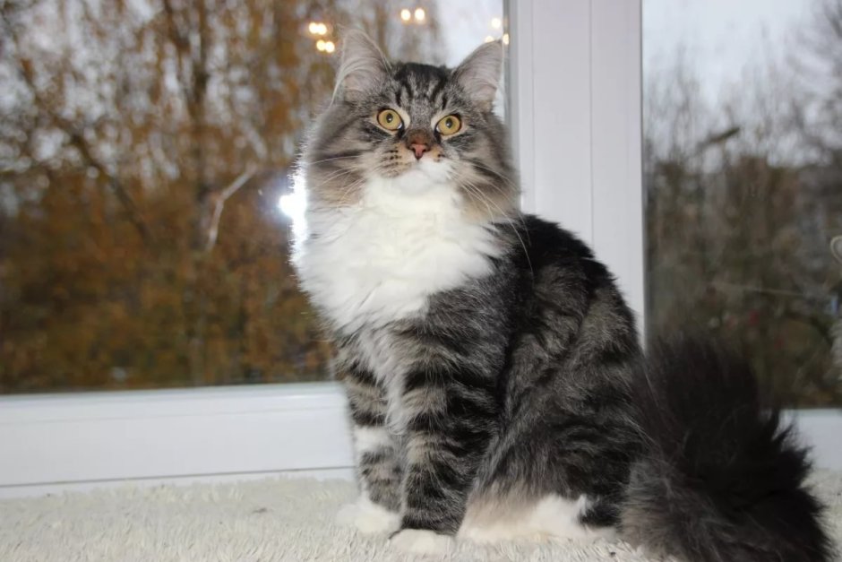 Сибирская кошка биколор бело серая