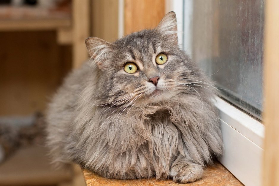 Сибирская кошка серая