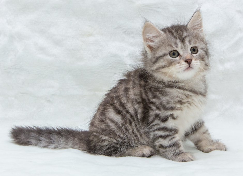 Сибирский котенок серо белый