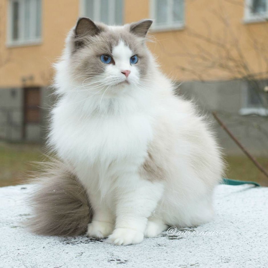 Рэгдолл и рагамаффин