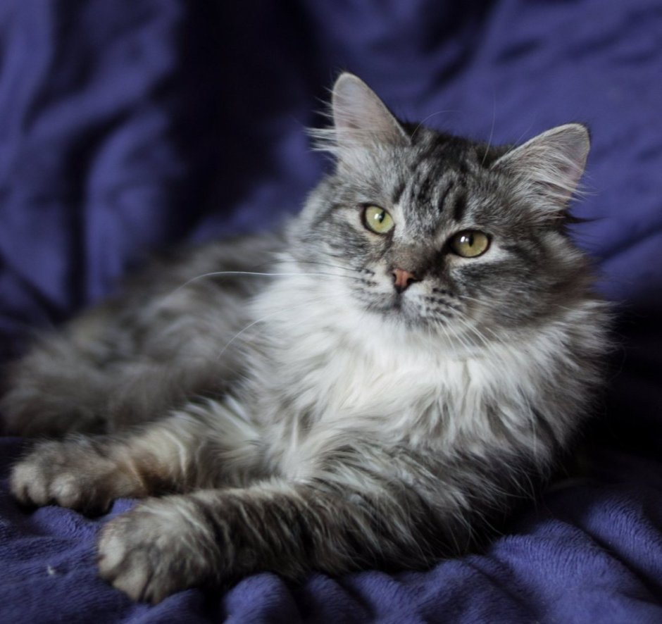 Сибирская кошка дымчатая