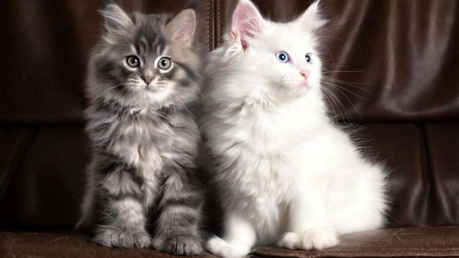 Котята фото