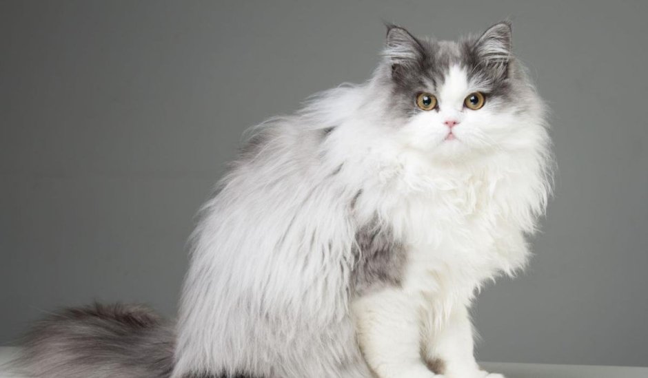 Персидско Сибирская кошка серая
