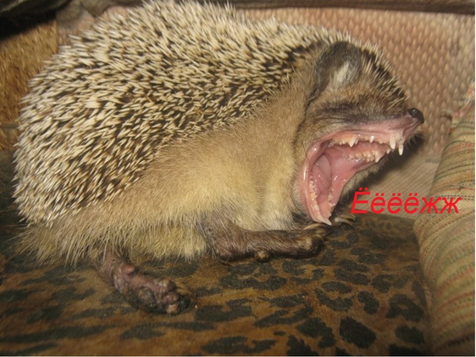 Чокнутый Ёжик