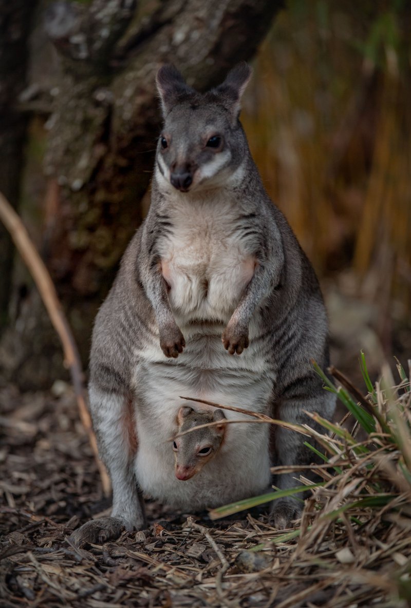 Грин Ривер крокодил окаменелость