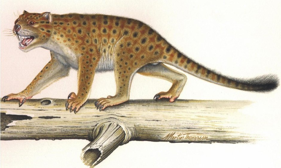 Необычные животные Австралии