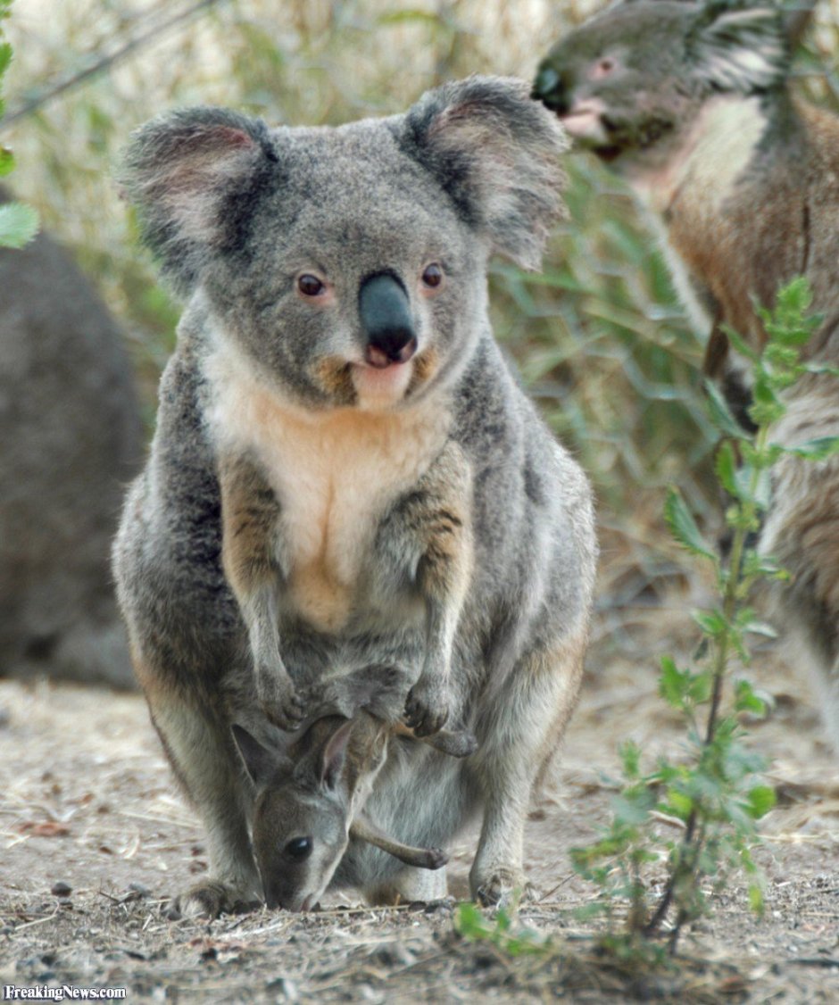 Аллигаторы во Флориде