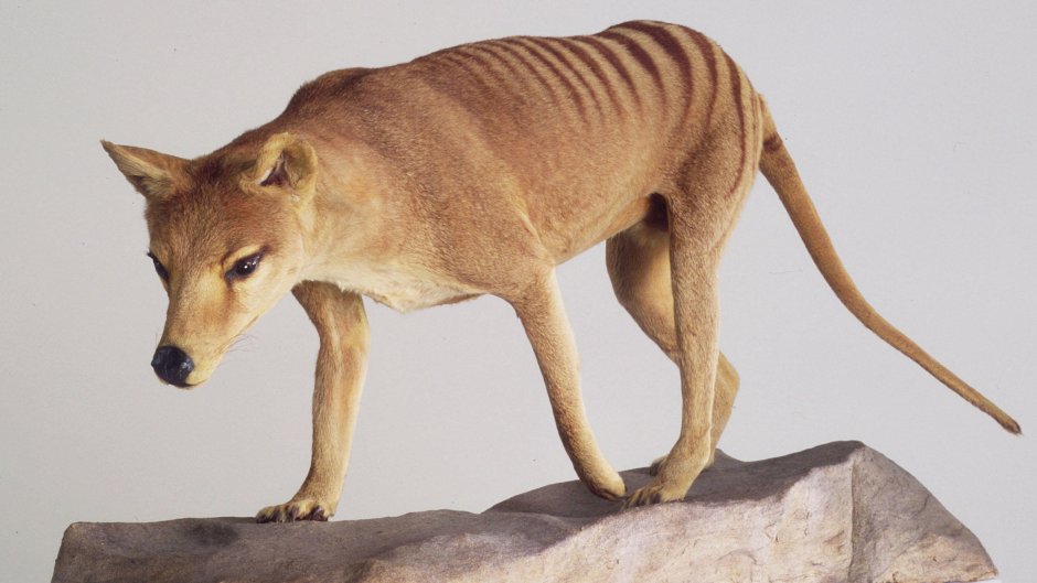 Тилацин сумчатый волк