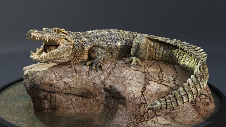 Крокодил Графика