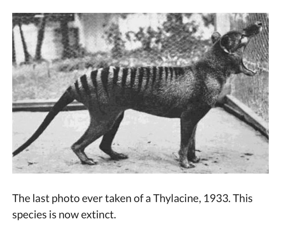 Сумчатый Филандер