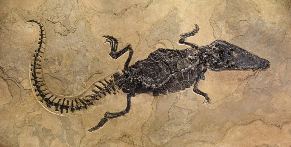 Крокодил Аллигатор Кайман гавиал