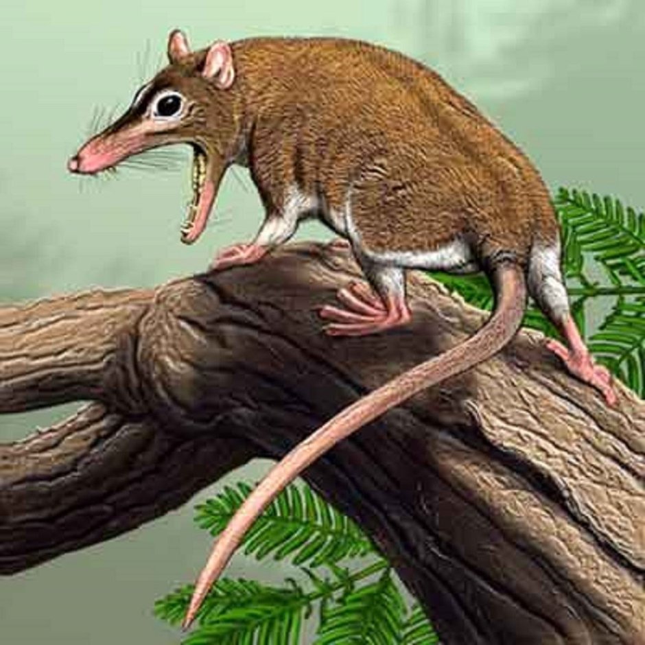 Крокодил из цемента для сада