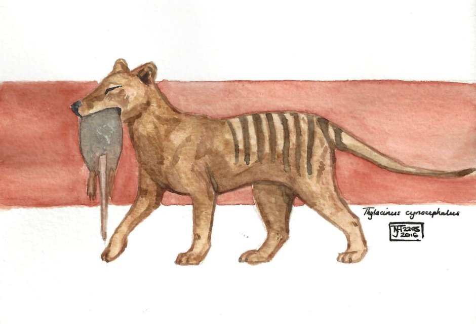 Альбино Аллигатор (Albino Alligator) 1996