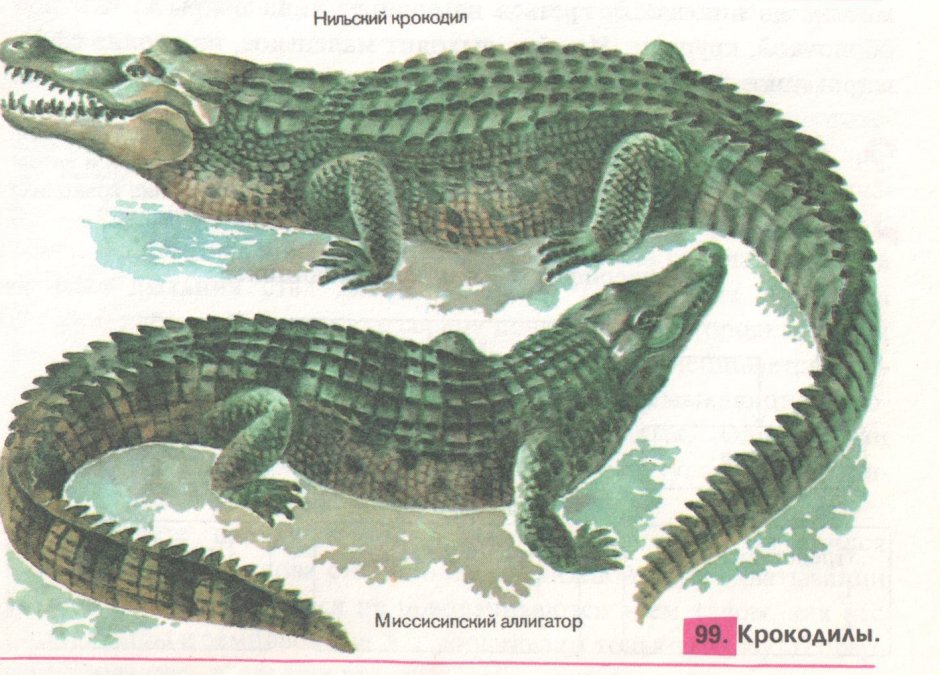 Братья Кратт Тасманийский тигр