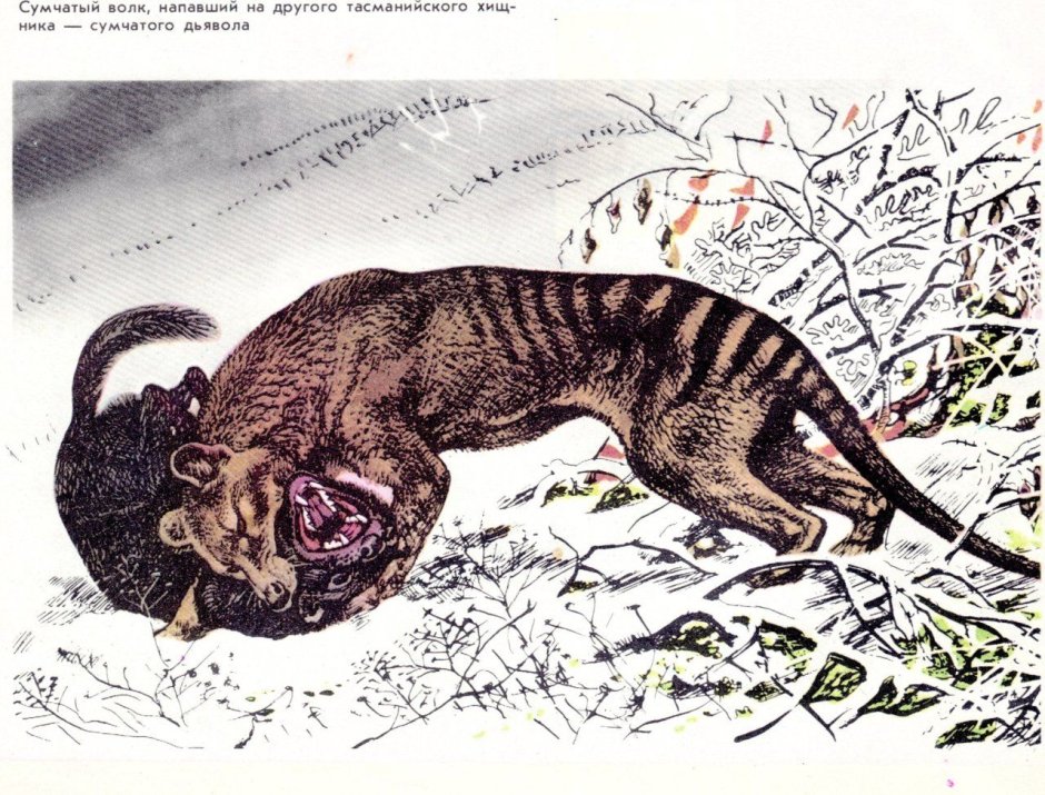 Крокодил и Аллигатор