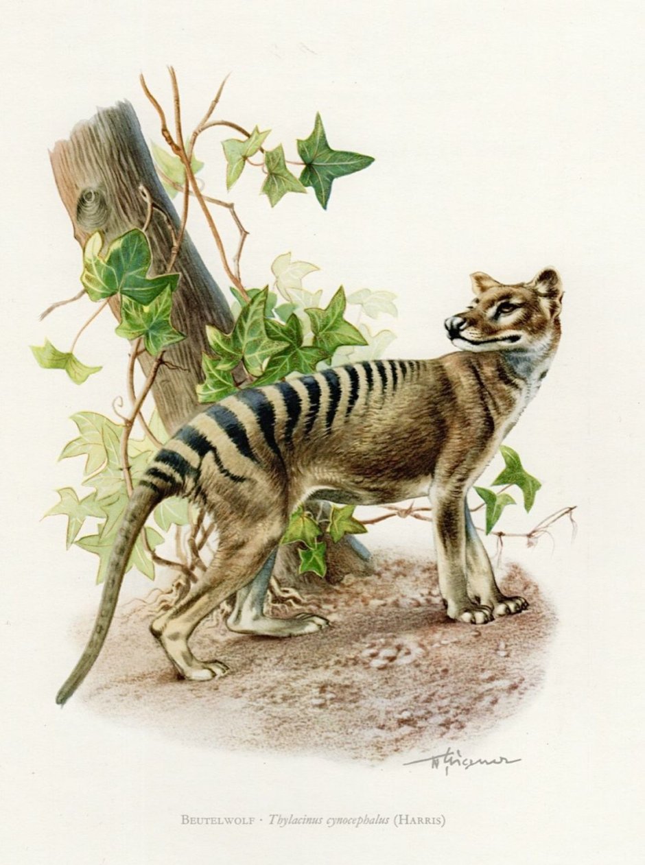 Тасманский тигр Шакал