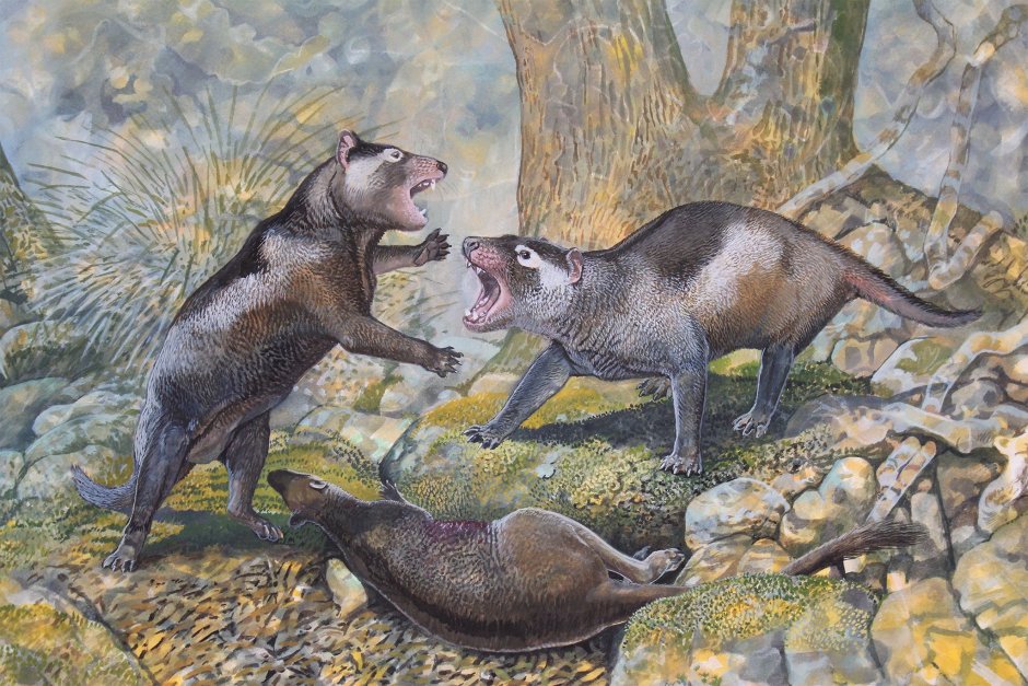 Сумчатый волк