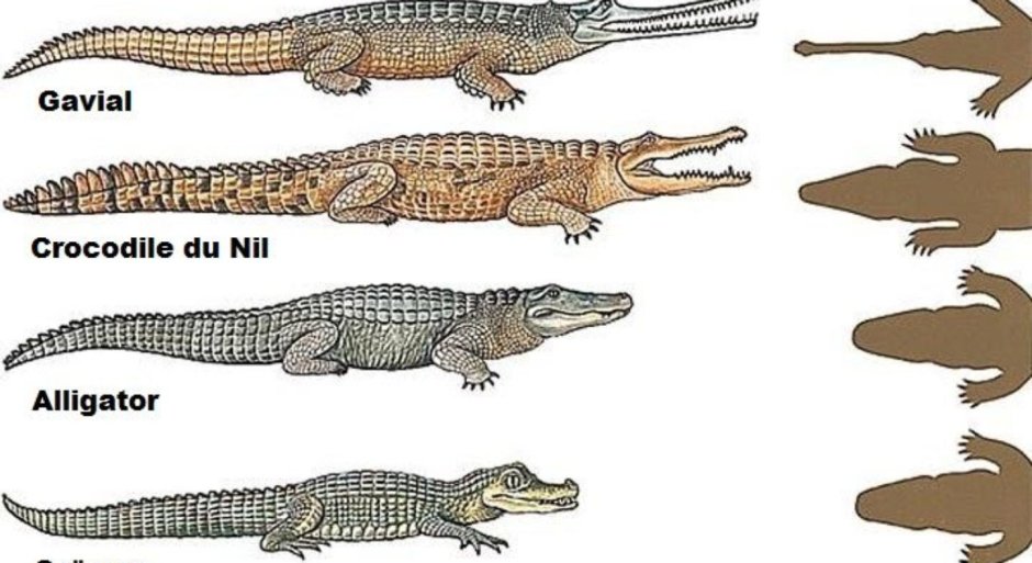 Alligator vs Crocodile