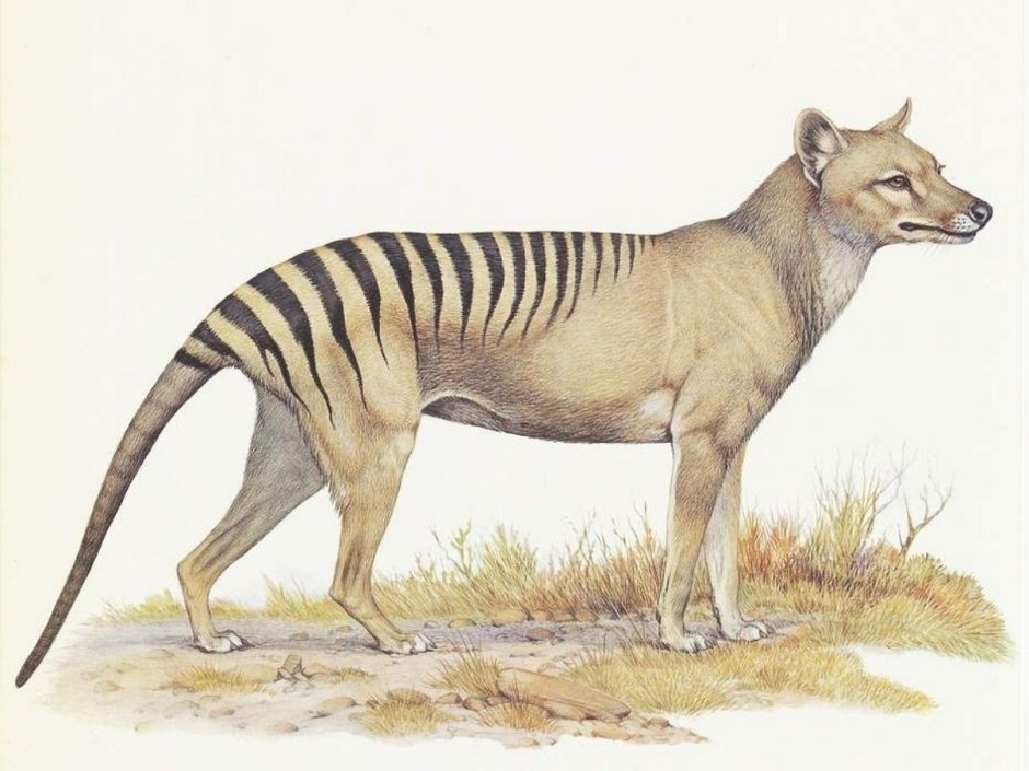 Крокодил Аллигатор Кайман отличия