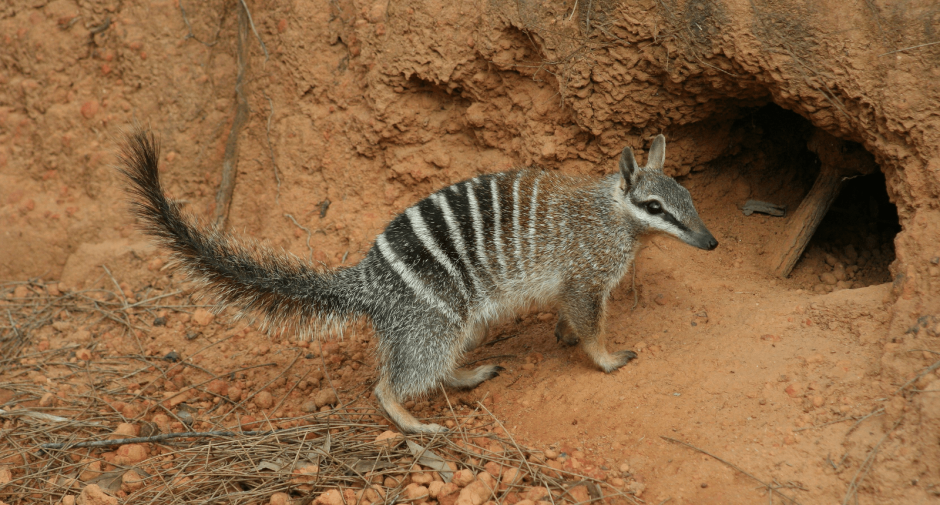 Крокодил открыл рот