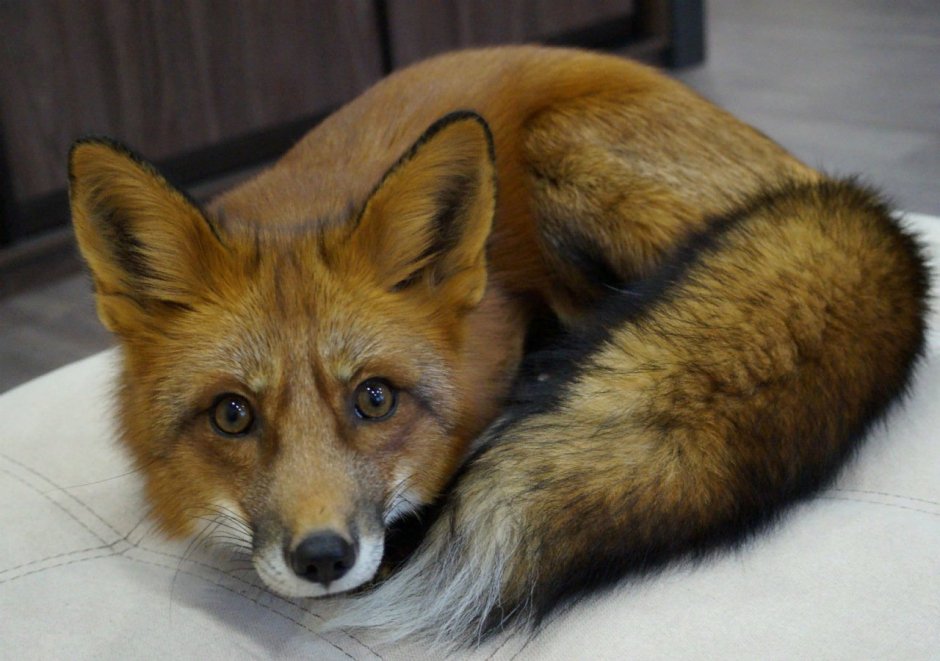 Гривистый волк (Chrysocyon brachyurus)