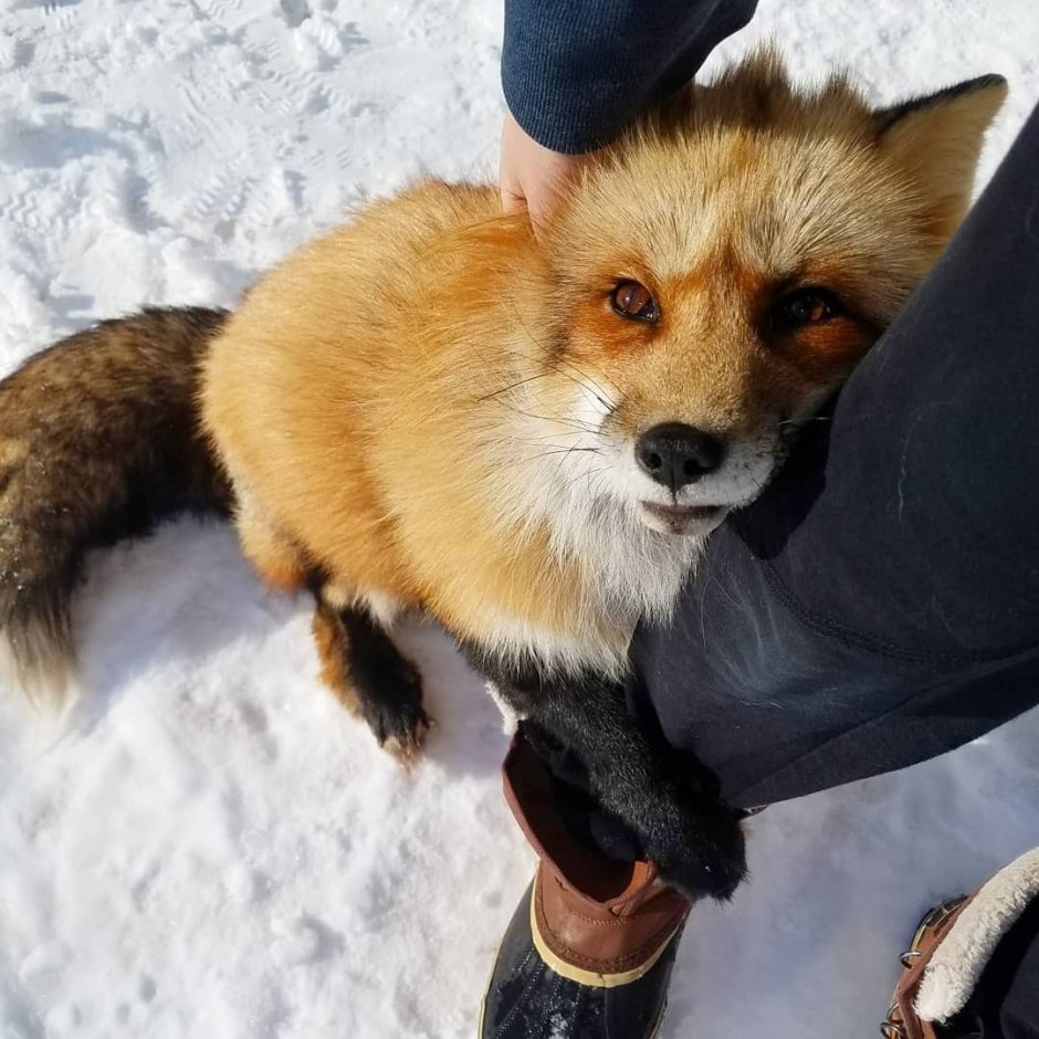 Кросс Фокс Лис