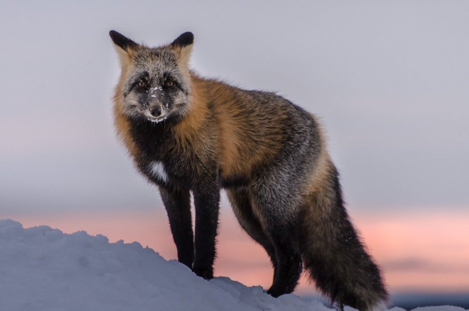 Urocyon littoralis серая лисица
