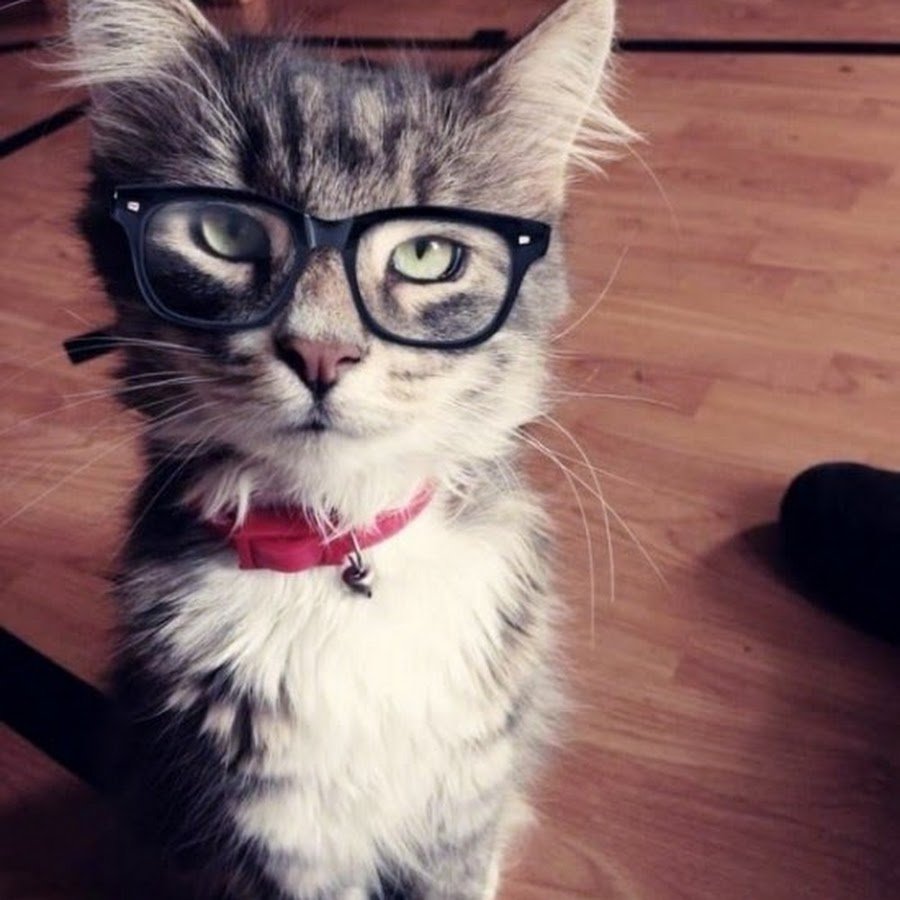 Кот в очках