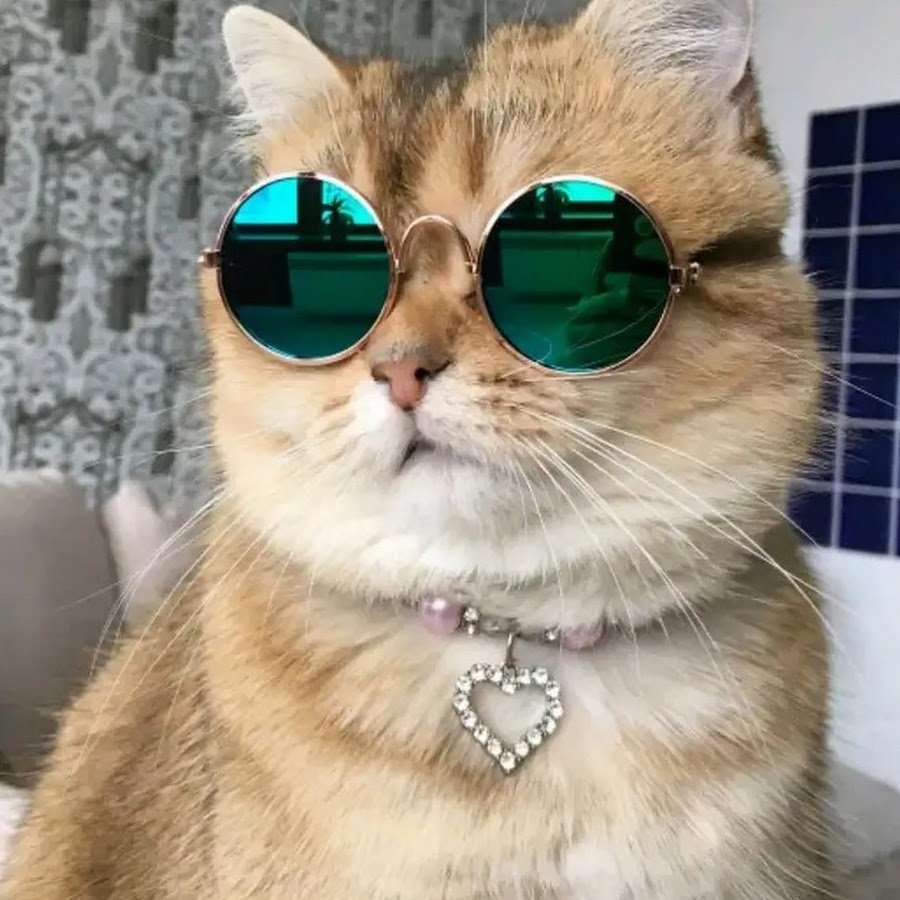 Кошка с книжкой