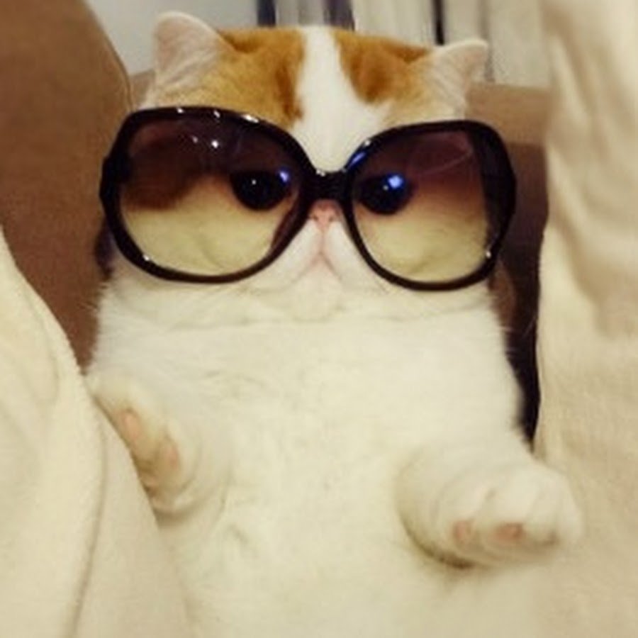 Кот с книжкой