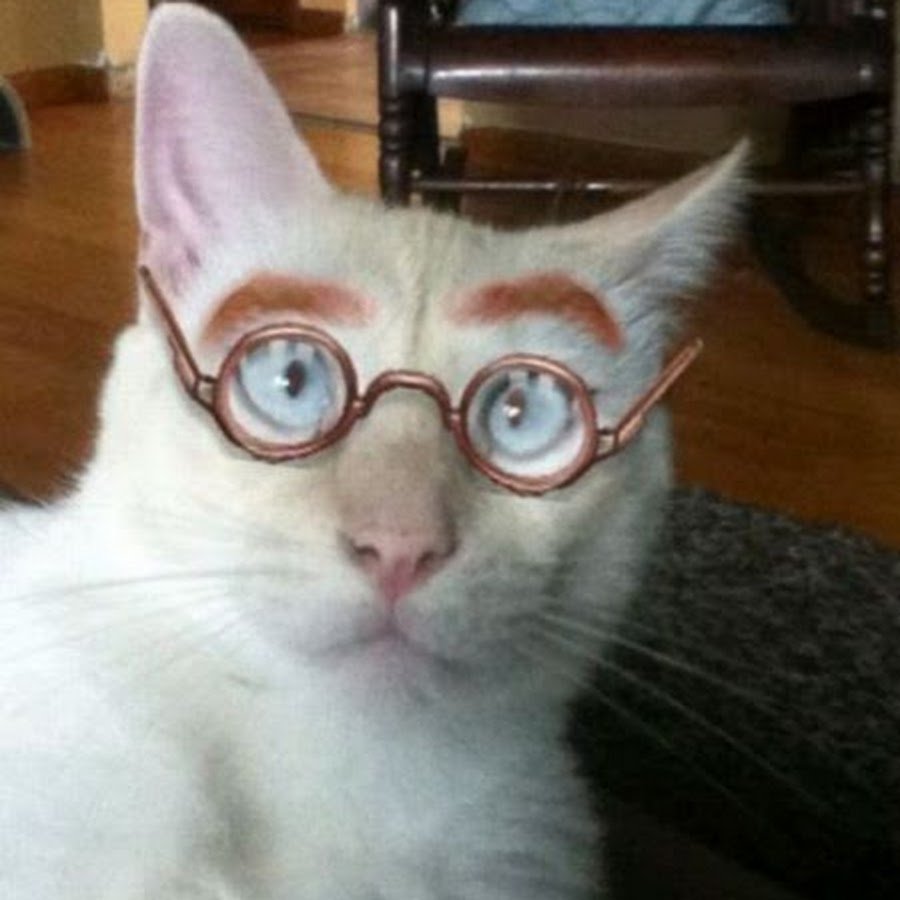 Кот в костюме