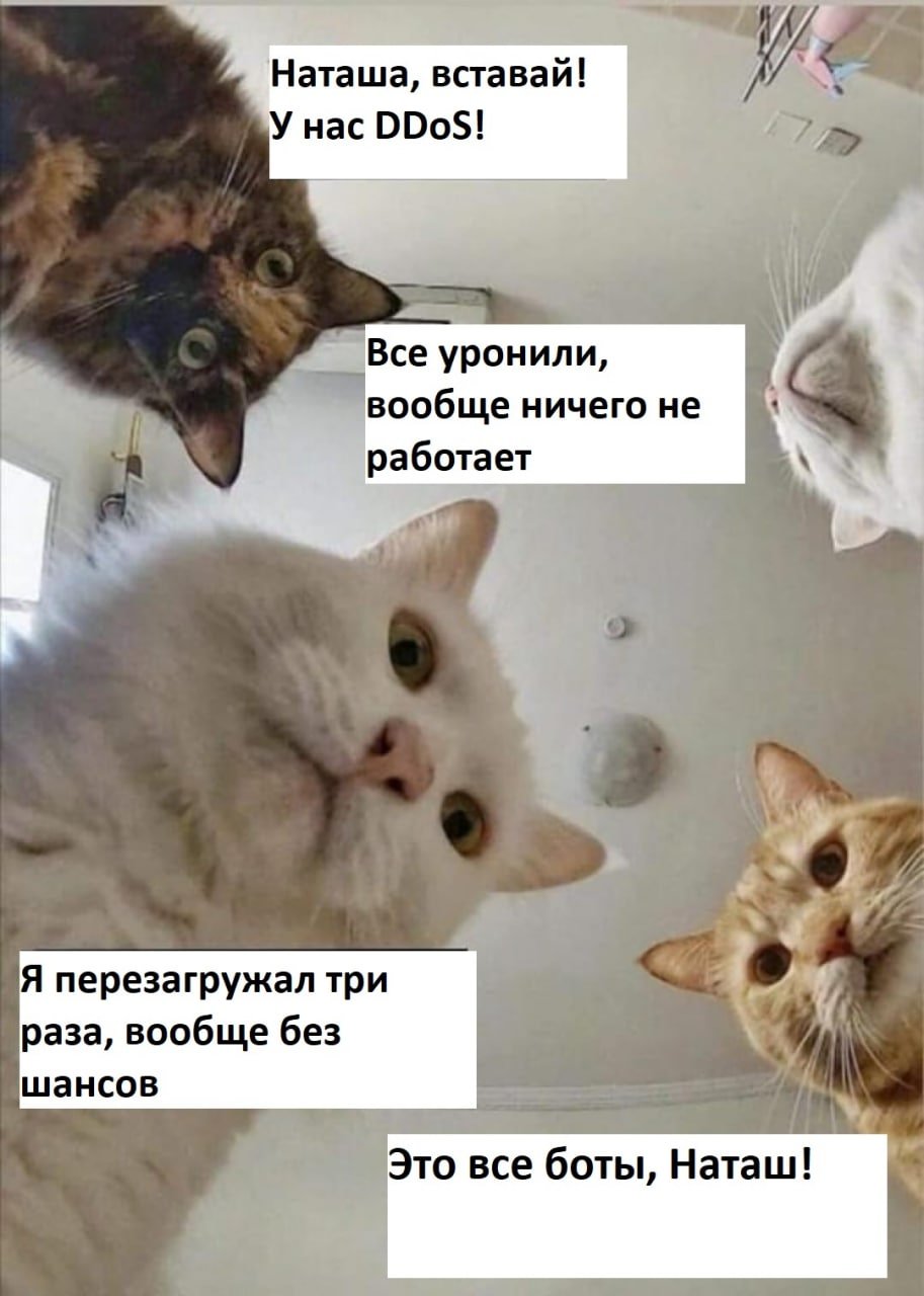 Котенок за компьютером